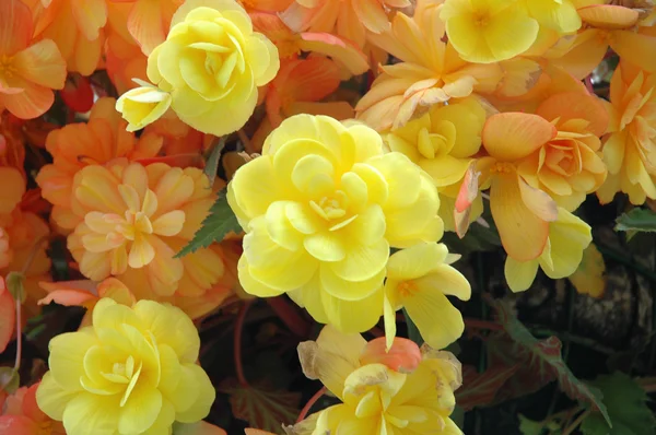 Flores amarillas y naranjas —  Fotos de Stock