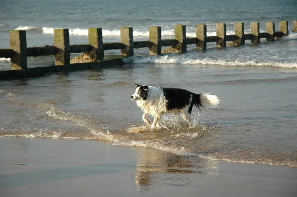 Câine alergând pe plajă — Fotografie, imagine de stoc