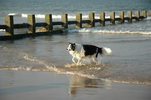 stock image Dog running on the beach