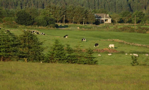 Pastoreio de gado em um campo — Fotografia de Stock