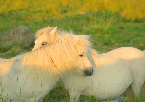 Iki beyaz at birbirleri ile romantik bir biçimde oynarken. — Stok fotoğraf