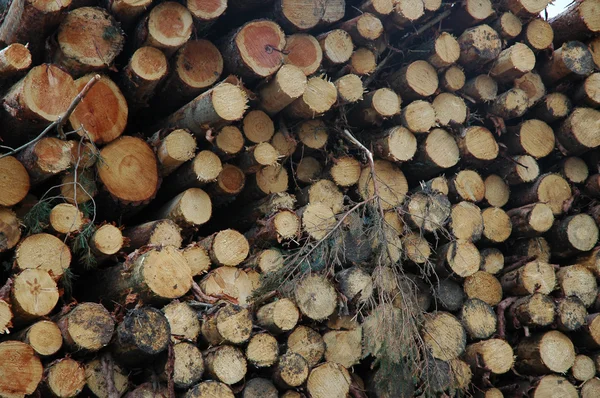 Toros de pinheiro empilhados — Fotografia de Stock