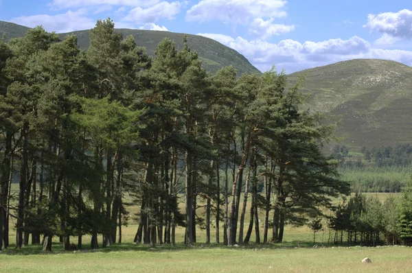 Landskap med pinetrees och molnig himmel i Skottland — Stockfoto