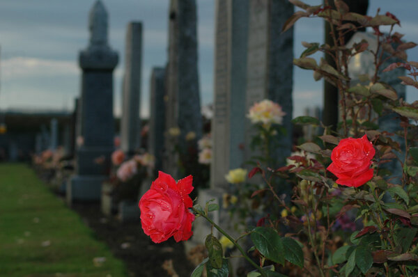 Rose at the cemetery after the rain