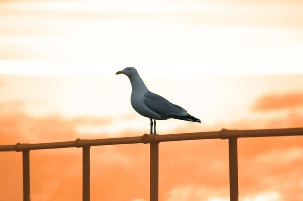 Seagull sitting on a railing during sunset — Stock Photo, Image