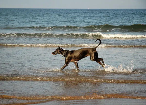 Köpek sahilde koşuyor. — Stok fotoğraf