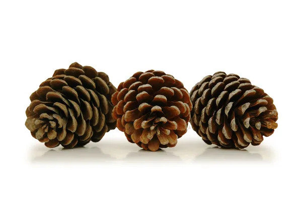 Tres conos de pino aislados en blanco —  Fotos de Stock
