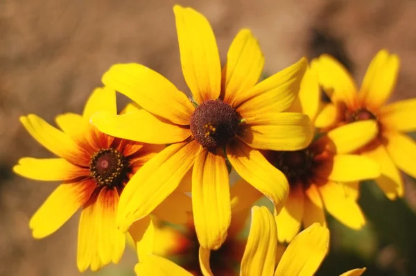 黄色的花朵在灿烂的阳光下 — 图库照片