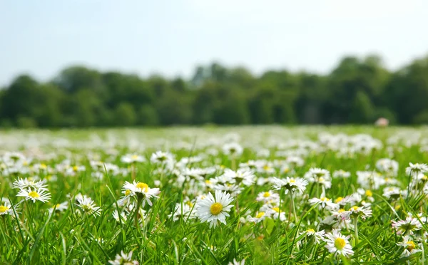 Feld mit Gänseblümchen - flaches Tiefenfeld — Stockfoto