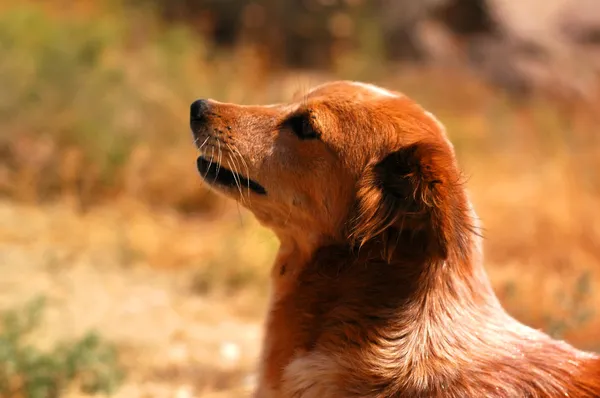 夏の日 (浅い子犬) — ストック写真