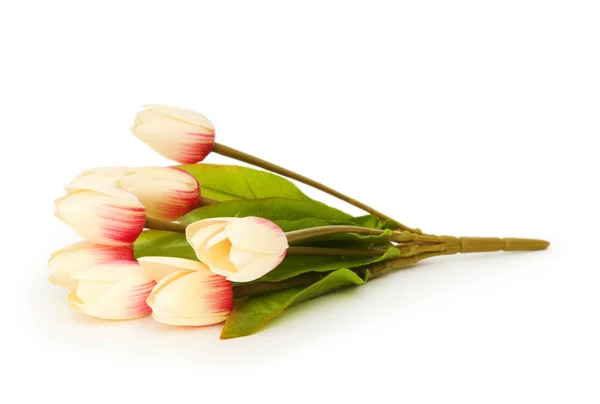 Des tulipes colorées isolées sur fond blanc — Photo
