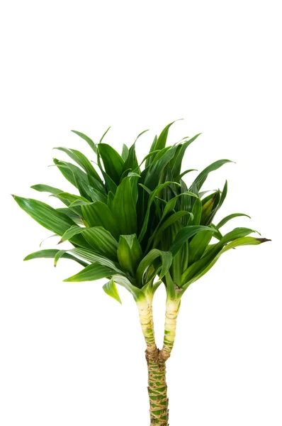 Dracaena rostlina izolovaných na bílém pozadí — Stock fotografie