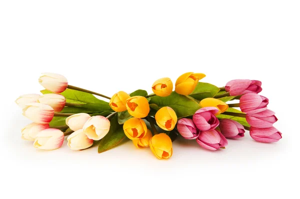 Цветные тюльпаны на белом фоне — стоковое фото