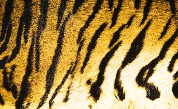 Imitation av tiger läder som bakgrund — Stockfoto
