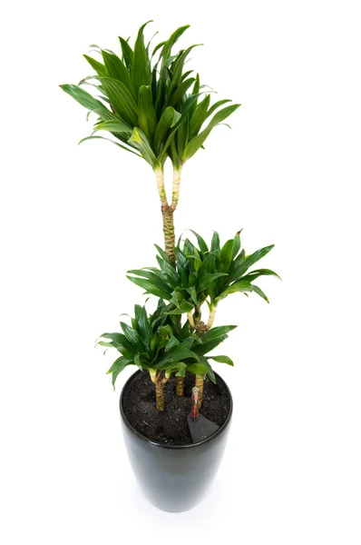 Dracaena-Pflanze isoliert auf weißem Hintergrund — Stockfoto