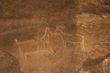 Ancient carvings of bulls on the stone. Gobustan, Azerbaijan clipart