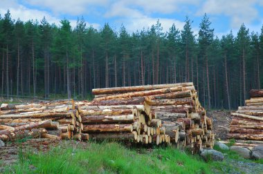 Woodpile in Scottish forest clipart