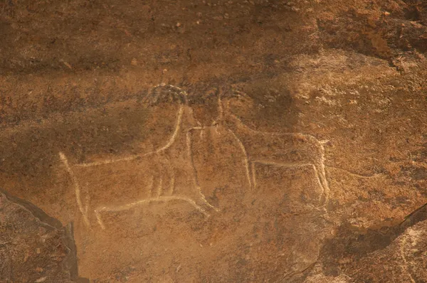 Древняя резьба быков на камне. Гобустан — стоковое фото