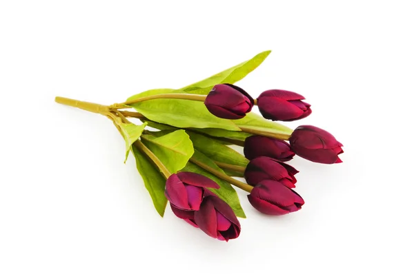 Tulipanes coloridos aislados sobre el fondo blanco —  Fotos de Stock