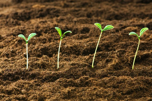 stock image Green seedling illustrating concept of new life