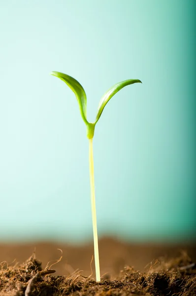 Sadzonka zielony ilustrujące pojęcie nowego życia — Zdjęcie stockowe