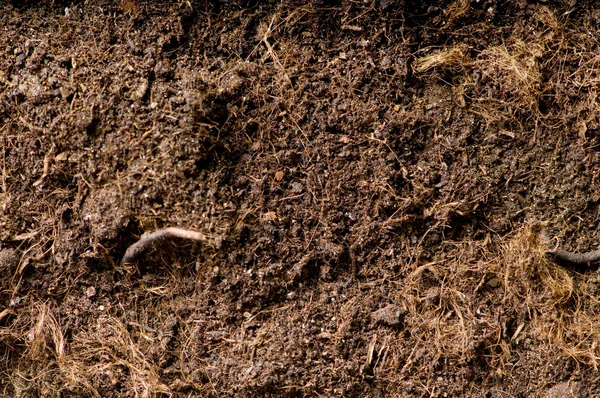Закрытие почвы - может быть использовано в качестве фона — стоковое фото