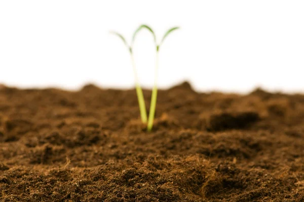 Green seedling - focus in the front — Stock Photo, Image