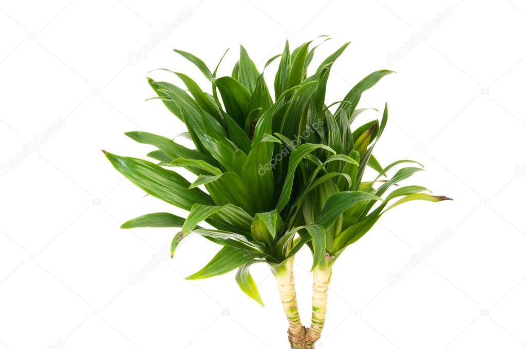 Dracaena plant isolated on the white background