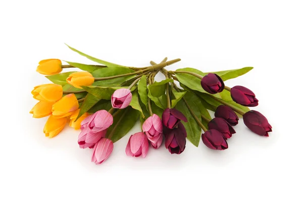 Kolorowe tulipany pojedyncze na białym tle — Zdjęcie stockowe