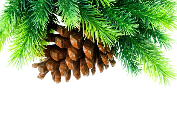 Cone and christmas tree isolated on white — Stock Photo, Image