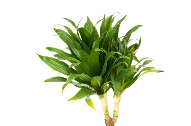 Beyaz arka plan üzerinde izole dracaena bitki