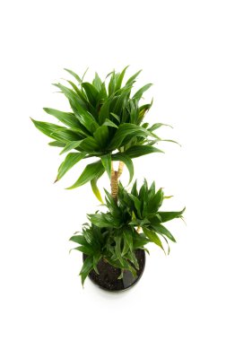 Dracaena plant isolated on the white background clipart