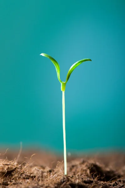 Plántulas verdes que ilustran el concepto de nueva vida —  Fotos de Stock