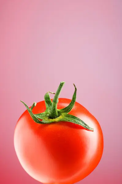그라데이션 바탕에 빨간 토마토 — 스톡 사진