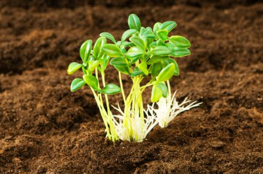 Green seedling illustrating concept of new life clipart