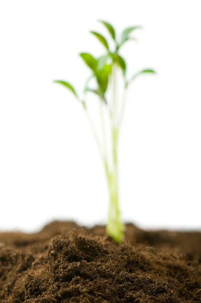Green seedling - focus on the soil in foreground — Stock Photo, Image