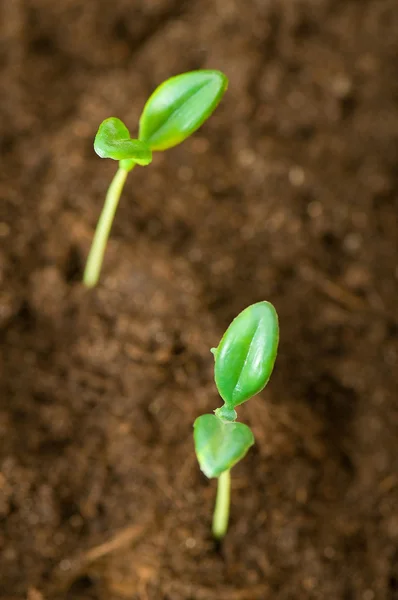 stock image Green seedling illustrating concept of new life