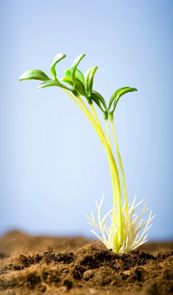 Plántulas verdes que ilustran el concepto de nueva vida — Foto de Stock
