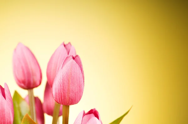 Kilka kwiatów tulipanów na stole — Zdjęcie stockowe