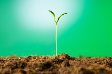 Green seedling illustrating concept of new life clipart