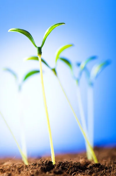 stock image Green seedling illustrating concept of new life