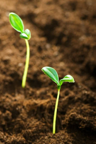 Gröna plantor illustrerar begreppet nytt liv — Stockfoto