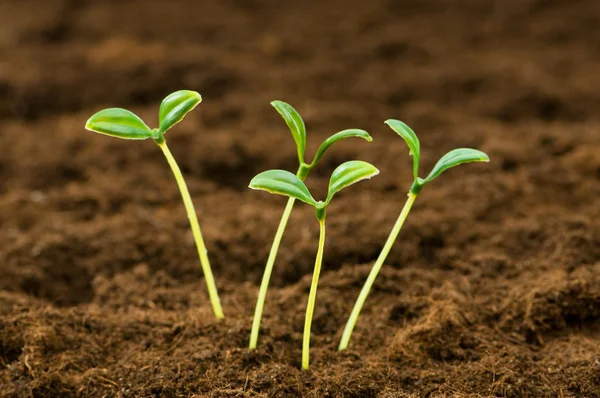 Grøn kimplante illustrerer begrebet nyt liv - Stock-foto