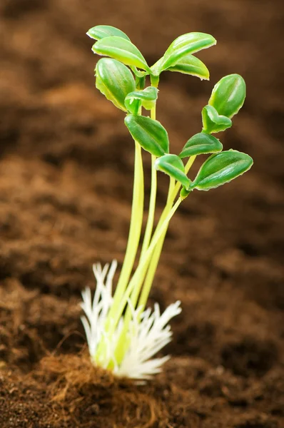 Green seedling illustrating concept of new life — Stock Photo, Image