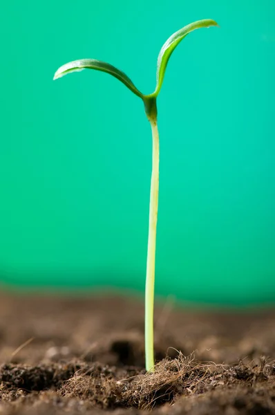 Piantina verde che illustra il concetto di nuova vita — Foto Stock