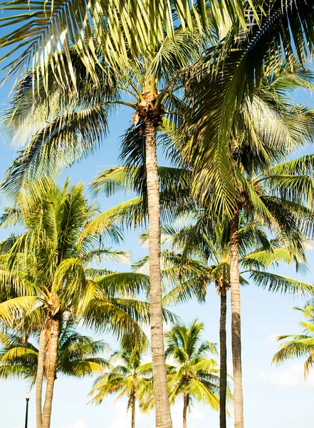 Palmy na plaży w jasny dzień — Zdjęcie stockowe