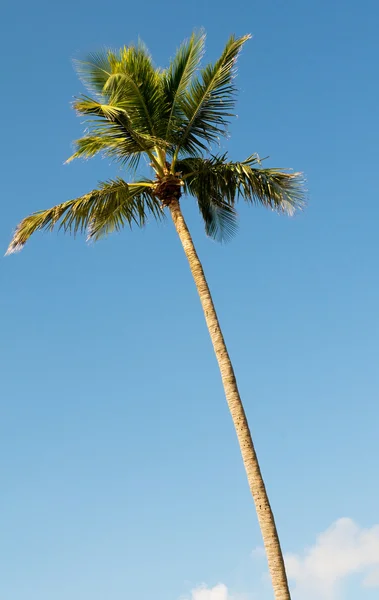 Palmeiras na praia durante o dia brilhante — Fotografia de Stock