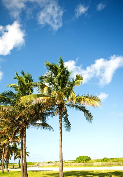 明るい日の間にビーチのヤシの木 — ストック写真