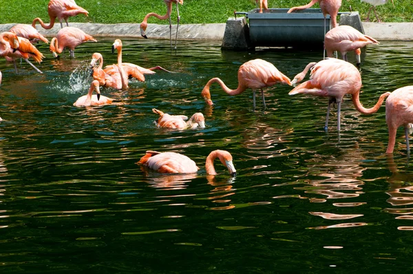 明るい夏の日ピンク lamingoes — ストック写真