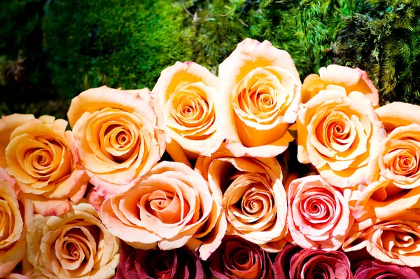 Close Many Colorful Roses — Stock Photo, Image